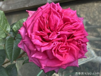 热辣女士月季/辣妹Hot Lady