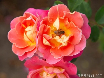 水果花瓣月季/果汁佳人Fruity Petals