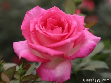 甜蜜的梦月季