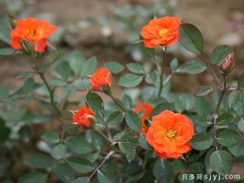 蟋蟀月季