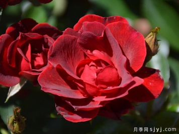 血腥玛丽月季/红磨坊街景/砖房Bloody Mary