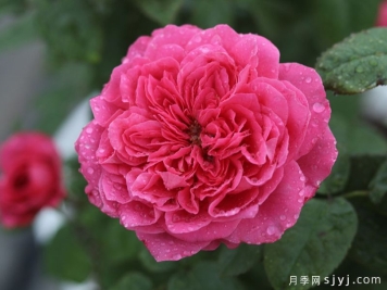 薰兰胭脂月季