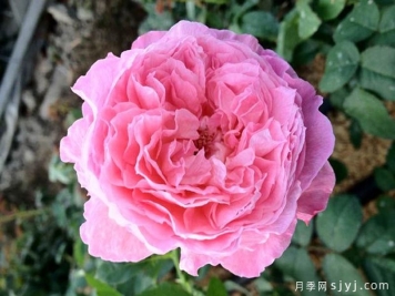一华月季Ichika