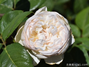 天使湾月季/玛丽安杰拉Mariangela Melato