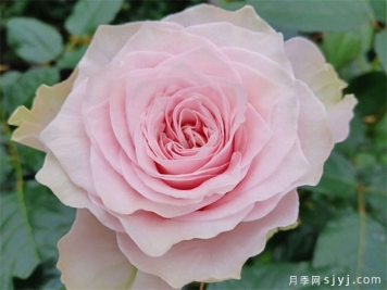 乡村牡丹月季/乡村精神牡丹Country Spirit Peonia