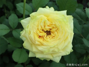 乡村蝴蝶月季Country Spirit Papillon