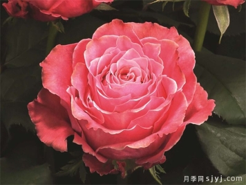 乡村花园月季Country Spirit Garden