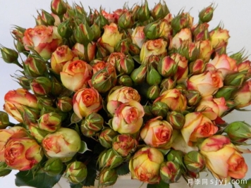 拉丁绒球月季Latin Pompon Freelander