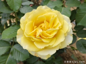 莱茵黄金月季/法尔茨黄金Pfalzer Gold