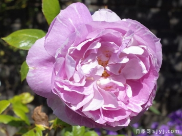 蓝宝石月季Saphir