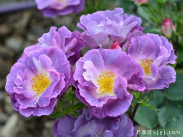 蓝色梦想月季/蓝梦月季Blue For You