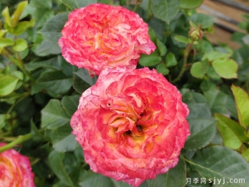 浪漫玫瑰面纱月季Romantic RoseVeil
