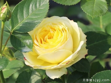 浪漫黄河月季