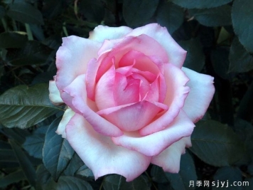 乐天派月季La Rose Optimiste