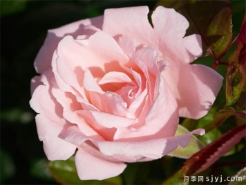 蕾切尔月季/兰蔻Racquel Renaissance