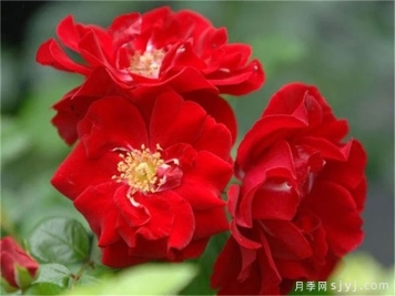 恋情火焰月季Mainaufeuer