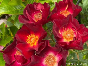 栗色八号月季Maroon Eight