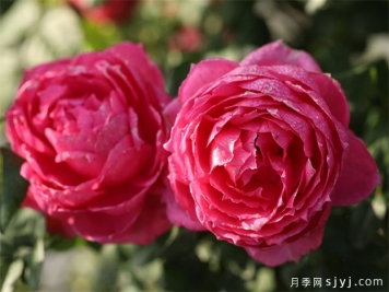 莲舟月季