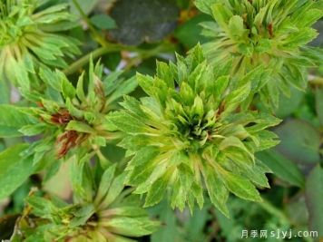 绿萼月季Viridiflora