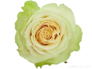 绿美人月季Green Beauty