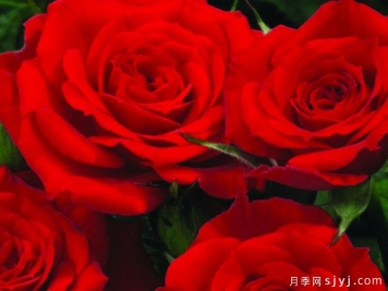 永远的巴里月季Bari Forever