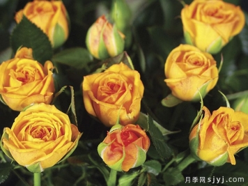 永远的梅西纳月季/永远的墨西拿Messina Forever