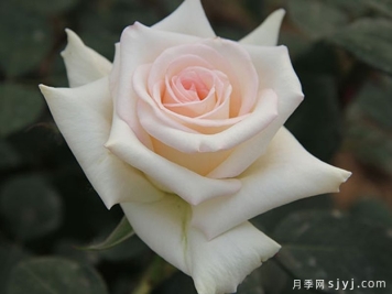 玛依柯月季