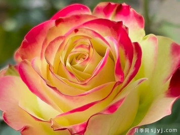 女王陛下月季/女皇陛下Her Majesty(切花)