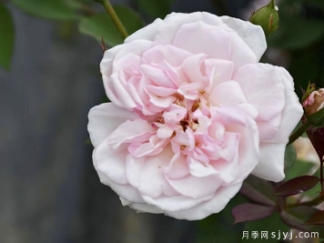屏东月季/中国绯红茶香月季