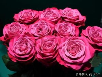 青春魅力月季Prime Charm+