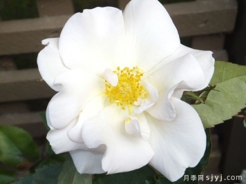 圣本尼迪克特月季Saint Benedict