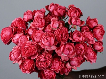 树莓朱莉塔月季/树莓朱丽叶塔Julieta Raspberry