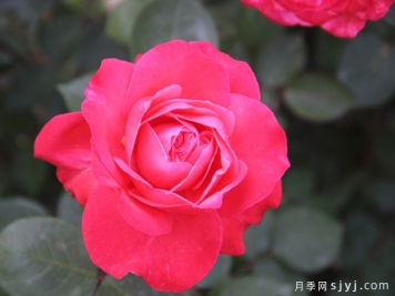 泰达之恋月季
