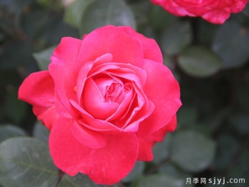 泰达天使月季