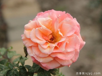 泰达秋月月季