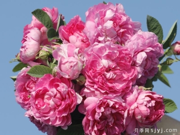 荼薇月季