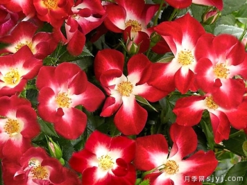 永耀红宝石月季/永辉红宝石Everglow Ruby