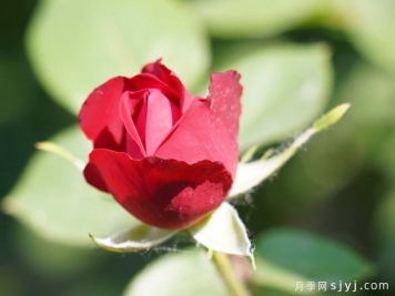 银枝月季