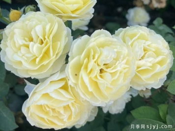 莺歌燕舞月季