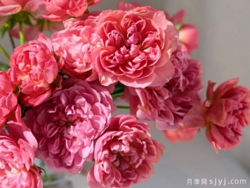 凪月季Nagi