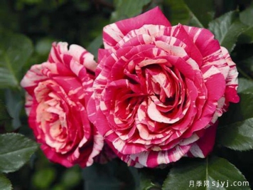 最佳印象月季介绍和优缺点
