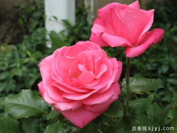 祖母祝福月季/祖母的祝福Grandma's Blessing
