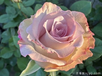 旋风月季Pronto