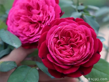 伊芙芳香花园月季/情迷芳香月季Scent Garden