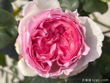 伊芙贵族香水月季Noble de Parfum