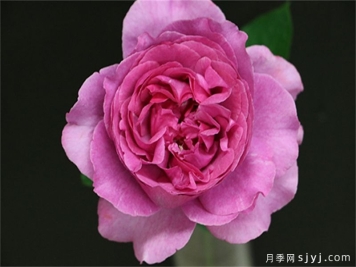 伊芙卡尔曼月季/伊芙卡门Yves Kalman