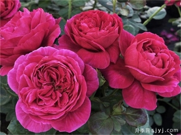 伊芙酒窖月季Yves Cantina