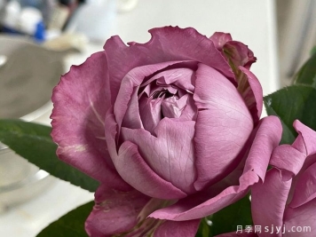 伊芙噗噜噗噜月季Hanakuruma