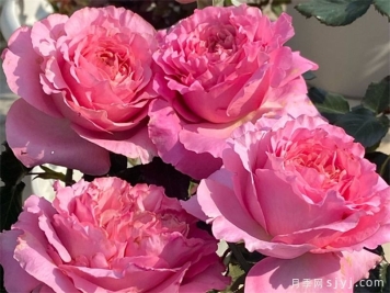 伊芙仙王座月季Cepheus