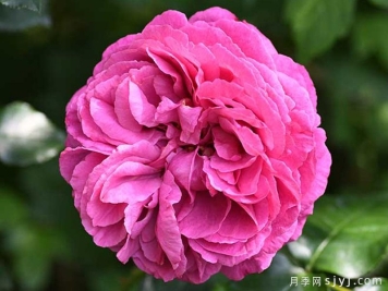 伊芙小资情调月季/伊芙资产阶级Bourgeois